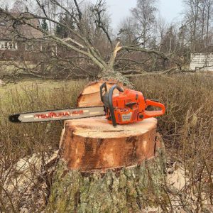 trädfällning med stubbe i Borås