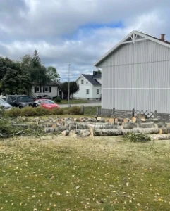Trädfällning i Borås