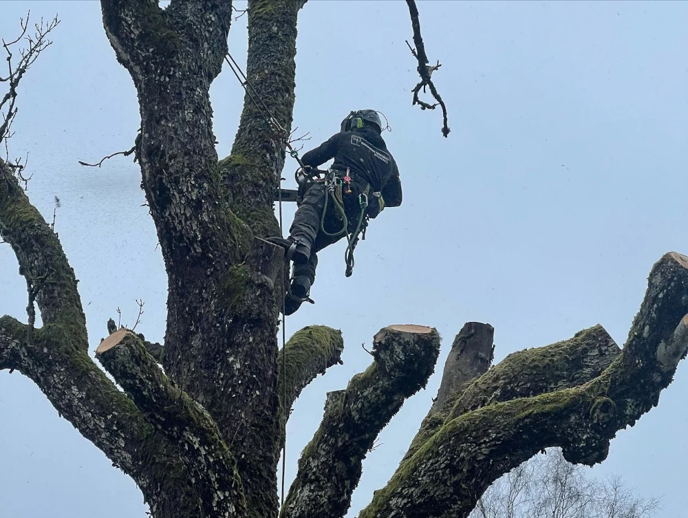 Man som klättrar i träd