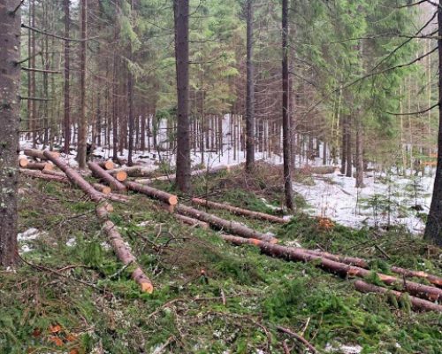 träd faller i skogen Borås
